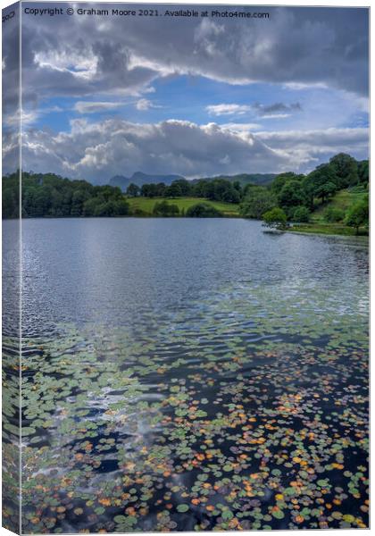 Water lilies at Loughrigg Tarn Canvas Print by Graham Moore