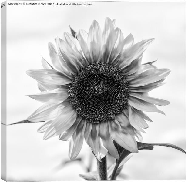 Sunflower Canvas Print by Graham Moore