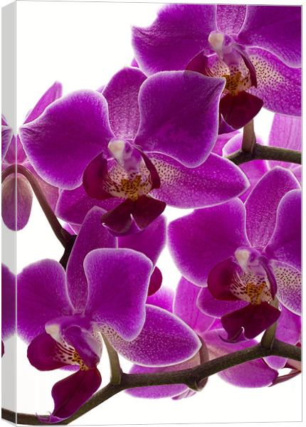 Purple Orchid Canvas Print by Graham Moore