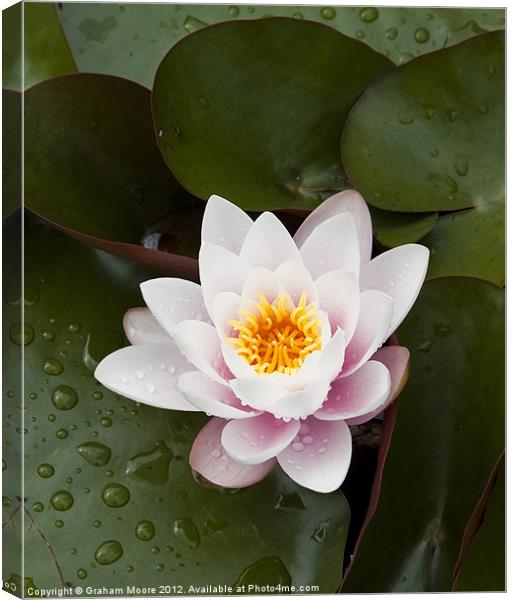 Water lily Canvas Print by Graham Moore