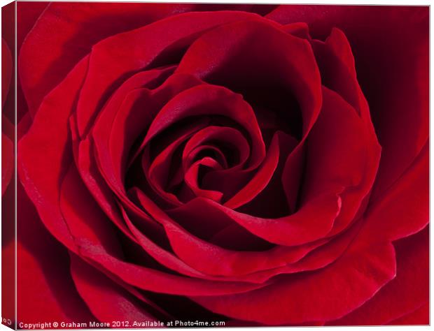 Red Rose Canvas Print by Graham Moore
