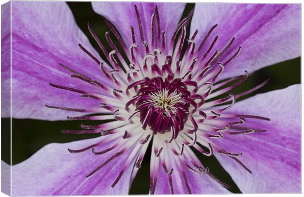 Purple Clematis Canvas Print by Graham Moore