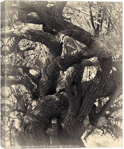 Twisted tree Canvas Print by Graham Moore