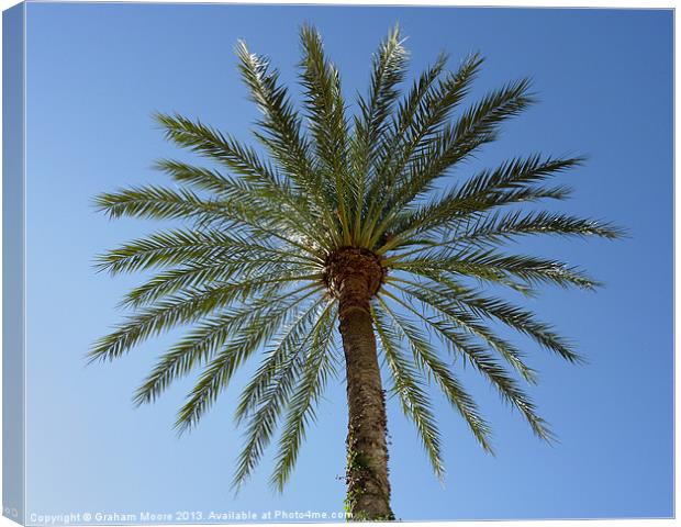 Palm Tree Canvas Print by Graham Moore