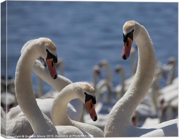 Three swans Canvas Print by Graham Moore