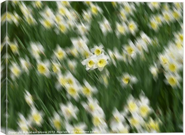Daffodils Canvas Print by Graham Moore