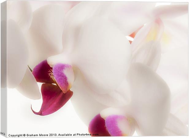 White orchid Canvas Print by Graham Moore