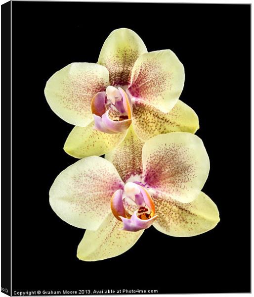 Yellow orchid Canvas Print by Graham Moore