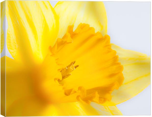 Daffodil flower Canvas Print by Graham Moore
