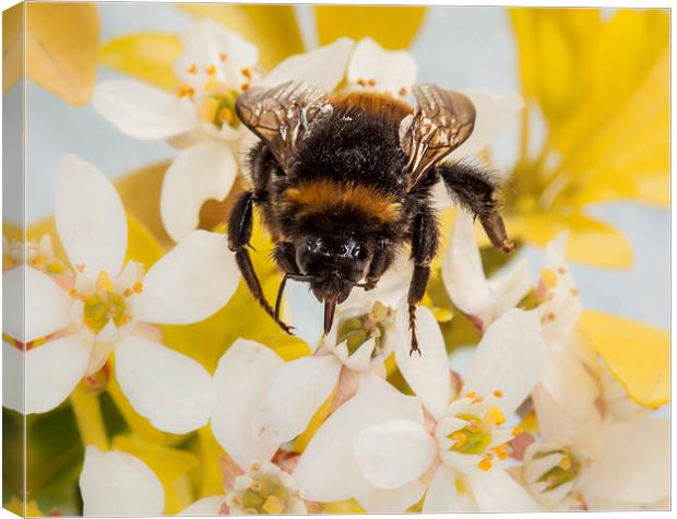 Bumblebee Canvas Print by Graham Moore