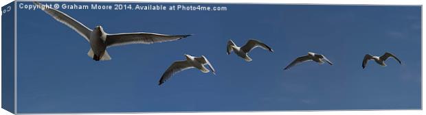 Gulls Canvas Print by Graham Moore
