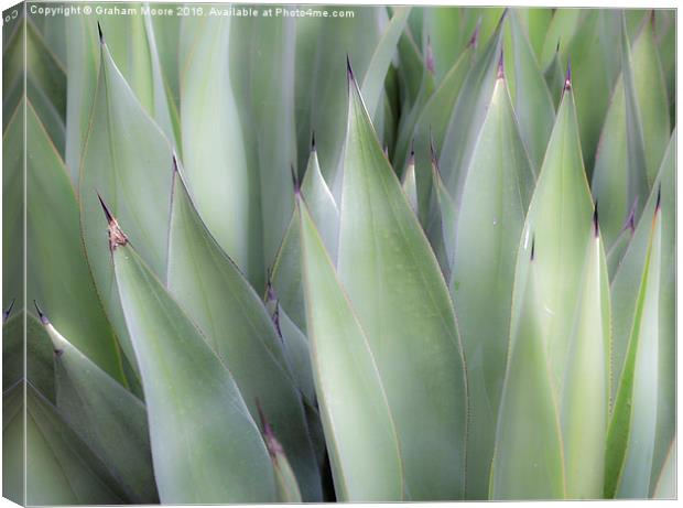 Agave Canvas Print by Graham Moore
