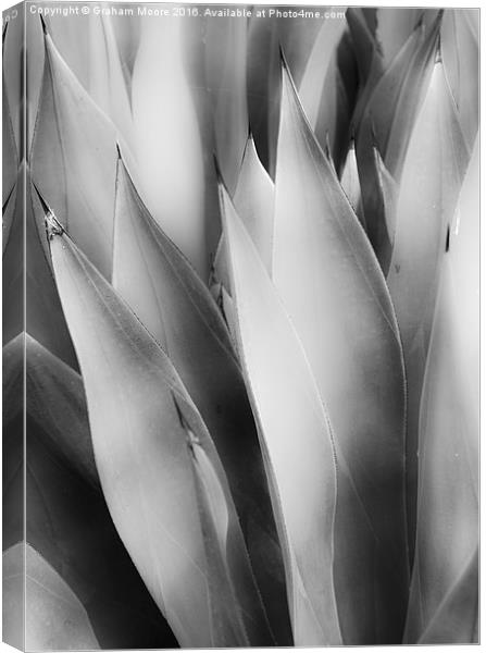 Agave Canvas Print by Graham Moore