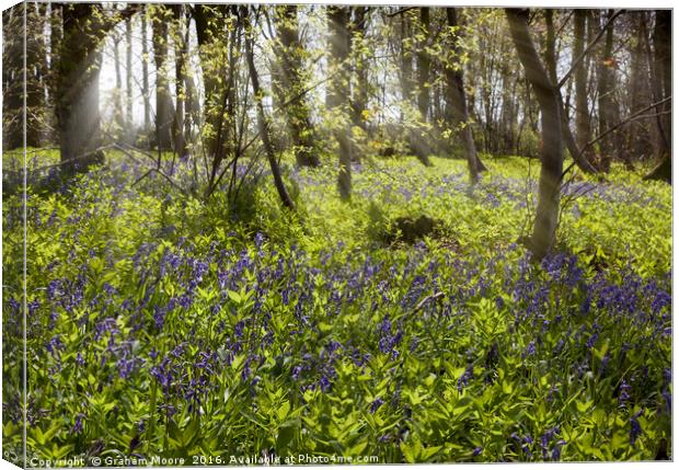 Bluebell wood Canvas Print by Graham Moore