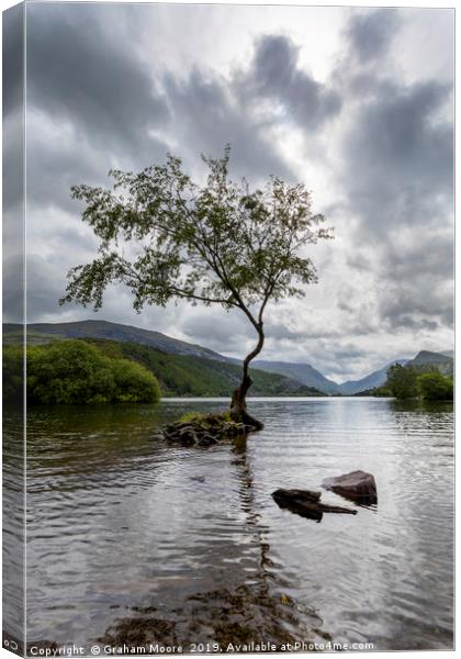 Lone Tree Llanberis  Canvas Print by Graham Moore