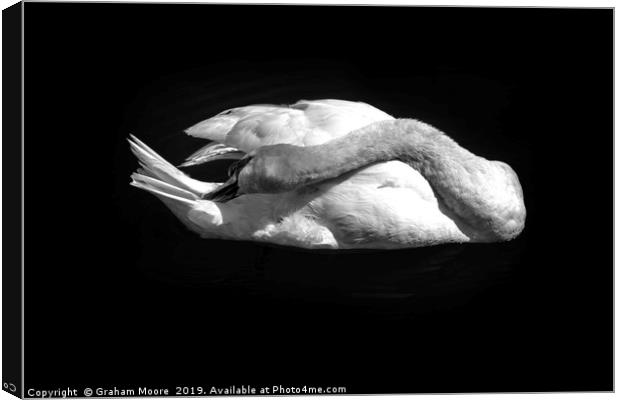 Swan grooming itself Canvas Print by Graham Moore
