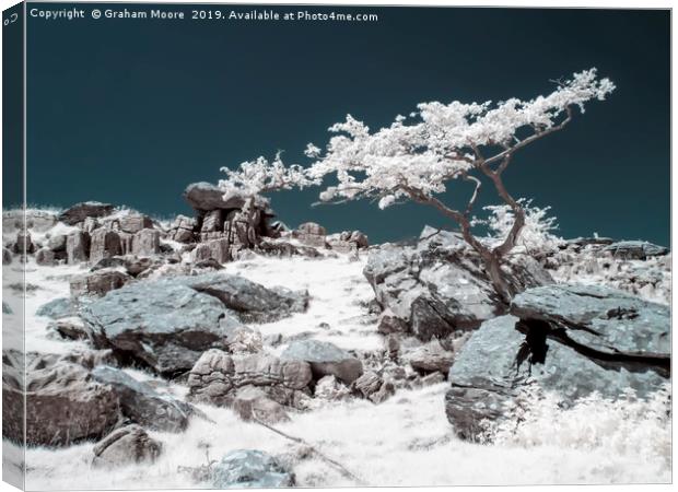 Lone tree in infrared Canvas Print by Graham Moore