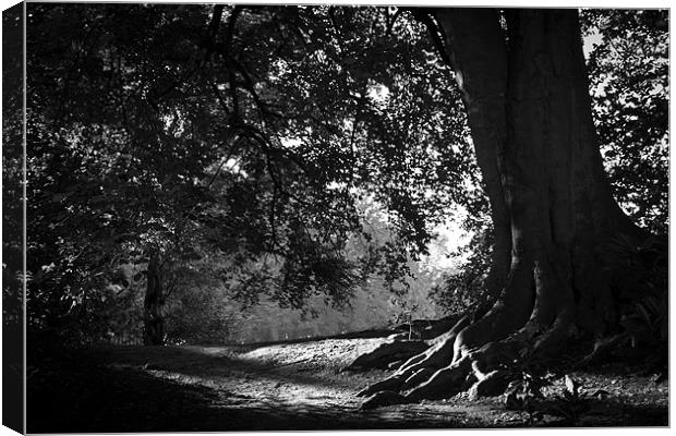 Dark roots Canvas Print by Paul Farrell Photography