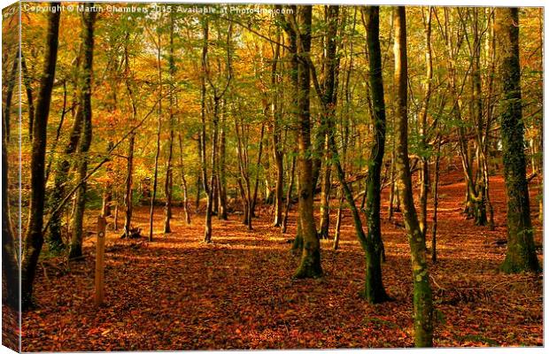  Autumn Woodland Walk Canvas Print by Martin Chambers