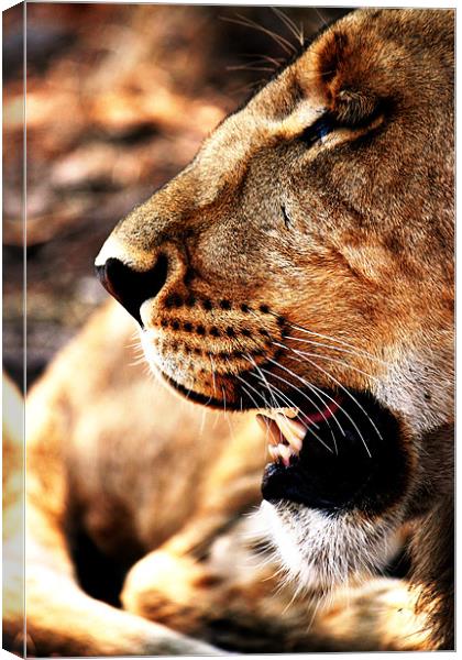 Lion Profile, Zimbabwe Canvas Print by Chris Grindle
