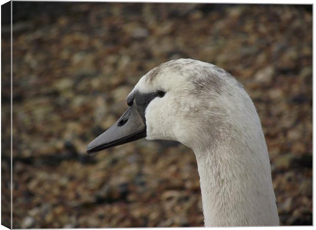 young swan Canvas Print by yvette wallington