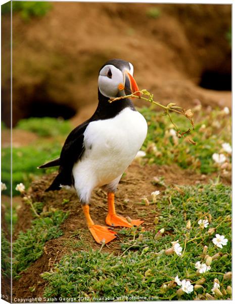 Puffin with Twig Canvas Print by Sarah George