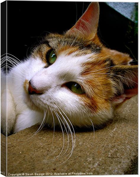Calico Cat Canvas Print by Sarah George