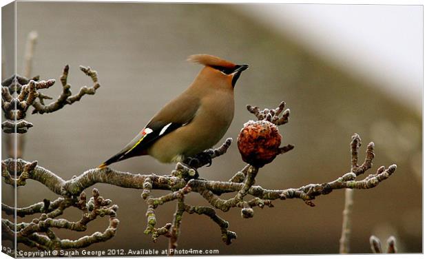 A Rare Visitor Canvas Print by Sarah George