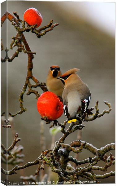 Waxwings in Portrait Canvas Print by Sarah George