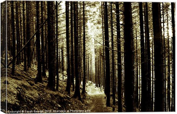 Forest Path Canvas Print by Sarah George