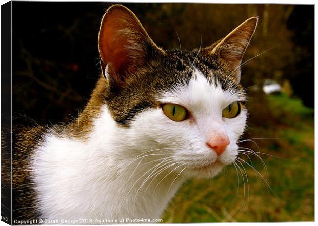 Curious Cat Canvas Print by Sarah George