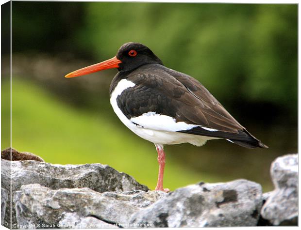 Dales Oystercatcher Canvas Print by Sarah George