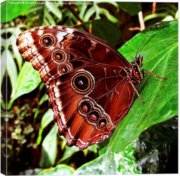Blue Morpho Butterfly Canvas Print by Sarah George