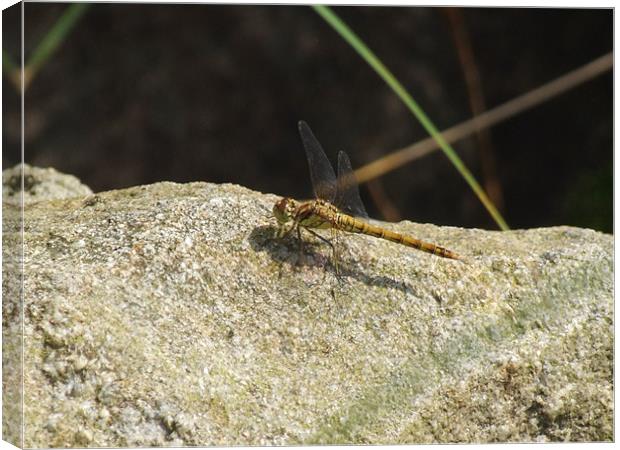 DragonFly Canvas Print by TERENCE O'NEILL