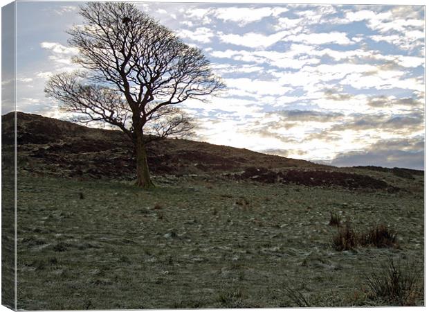 Birtle Tree Canvas Print by TERENCE O'NEILL