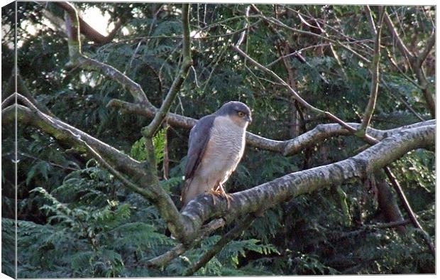 Sparrowhawk Canvas Print by TERENCE O'NEILL