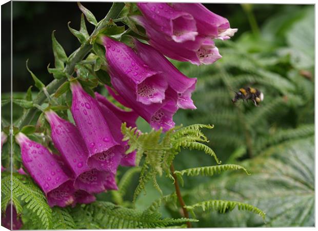 Foxglove and the Bee Canvas Print by David Willoughby