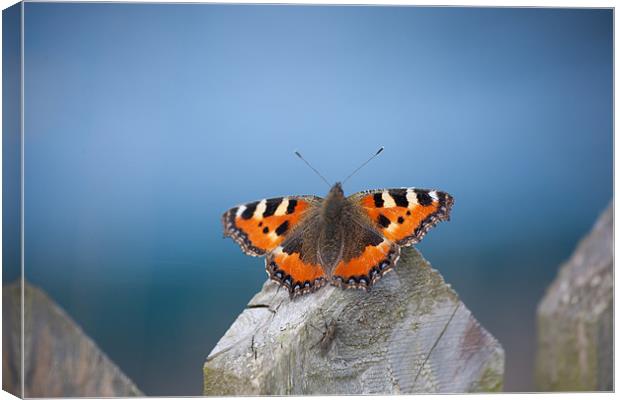 Small Tortoiseshell Butterfly on Blue Background Canvas Print by Edward Liddell