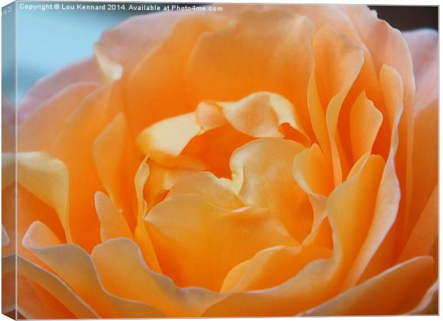 Orange Rose Canvas Print by Lou Kennard