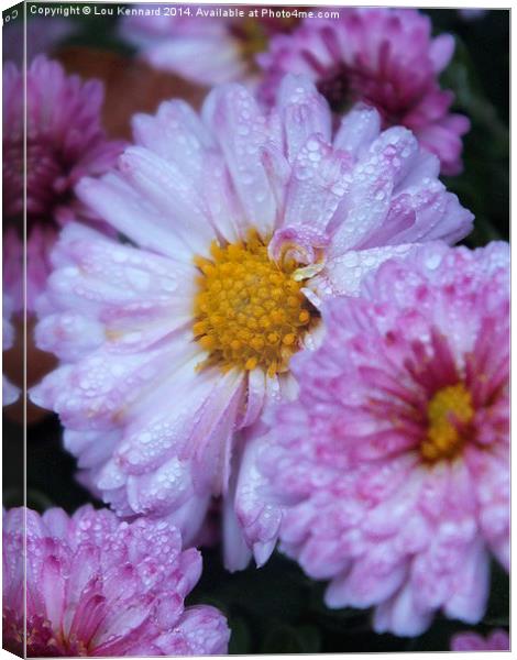 Pink flower in rain Canvas Print by Lou Kennard