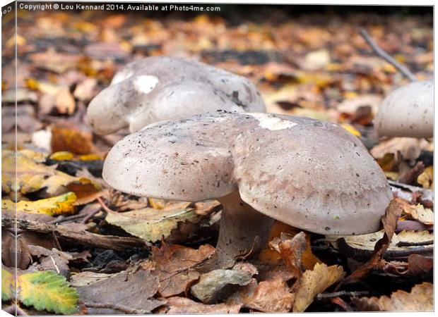 Mushrooms in Autumn Canvas Print by Lou Kennard