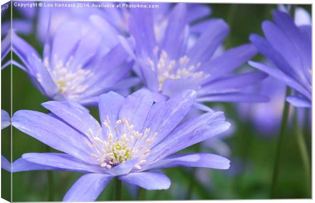 Field Of Blue Canvas Print by Lou Kennard