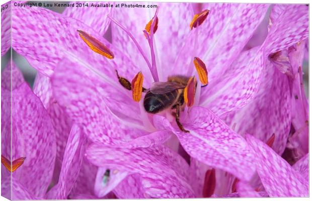  Bee in a Pink Flower Canvas Print by Lou Kennard