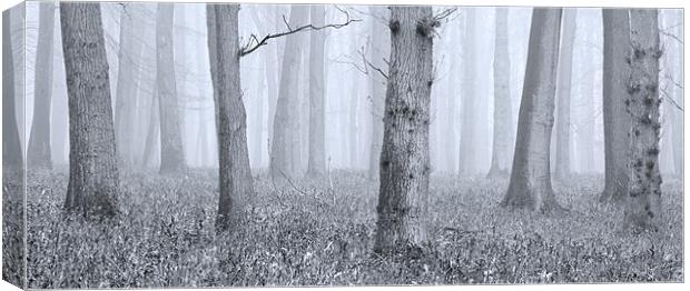 Trees in Mist Canvas Print by Brian Roberts