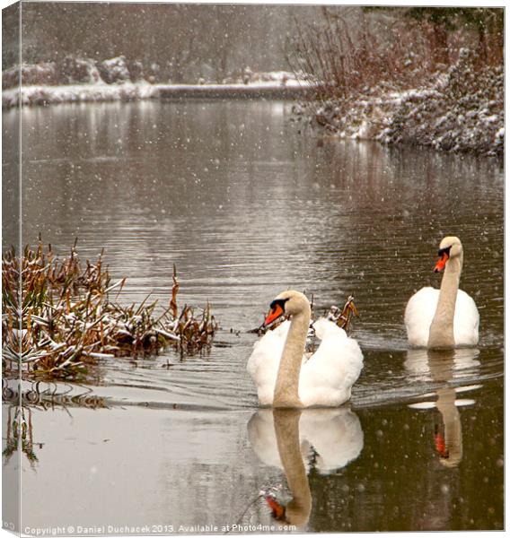 two swans in the snow Canvas Print by Daniel Duchacek
