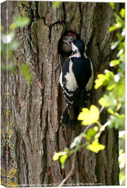 woodpecker feeding time Canvas Print by Daniel Duchacek