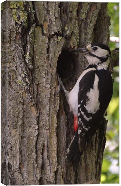 greater spotted woodpecker Canvas Print by Daniel Duchacek