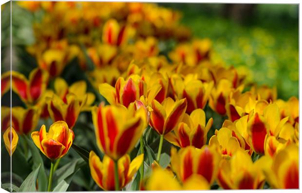 Yellow-red tulip flowers Canvas Print by Michael Goyberg