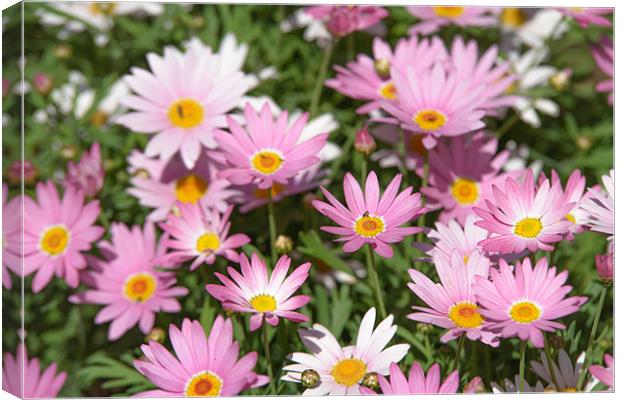 Marguerite daisy Canvas Print by Michael Goyberg