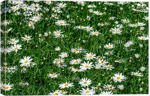 Daisies Canvas Print by Michael Goyberg